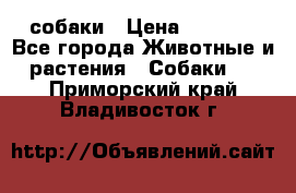 собаки › Цена ­ 2 500 - Все города Животные и растения » Собаки   . Приморский край,Владивосток г.